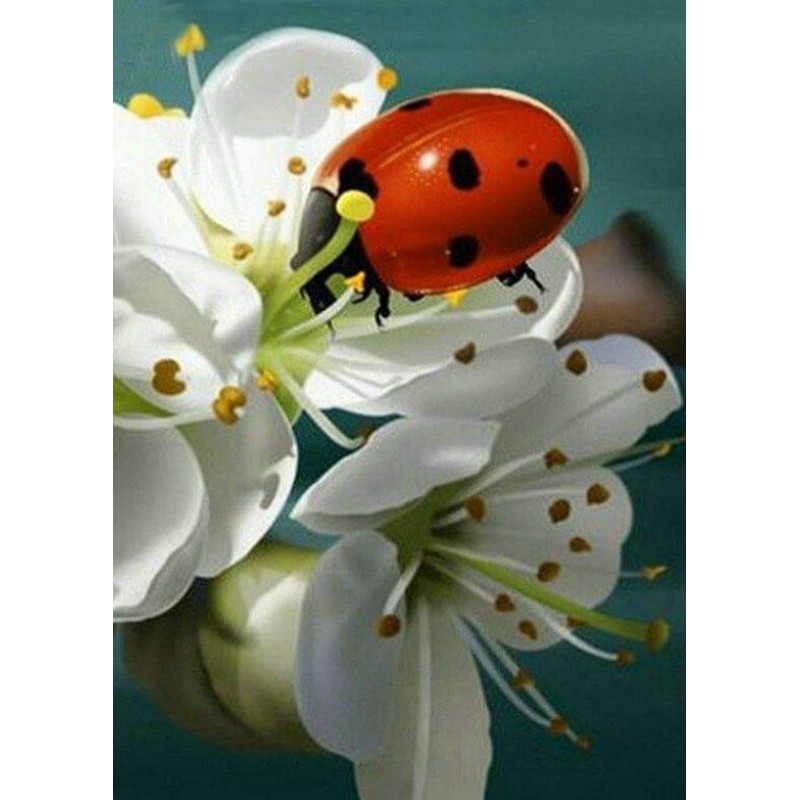 Lady Bug & White...