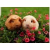 Sweet Guinea pigs Pair