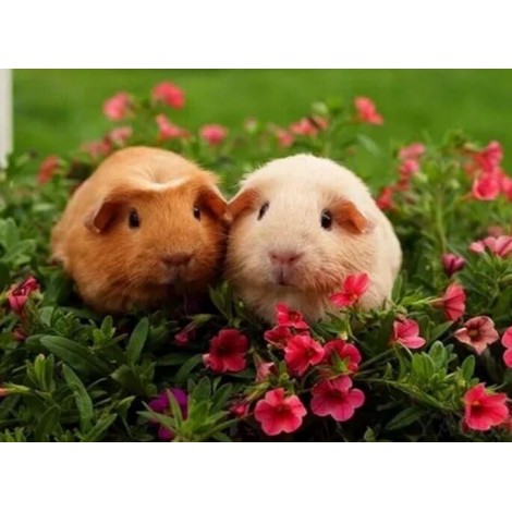 Sweet Guinea pigs Pair
