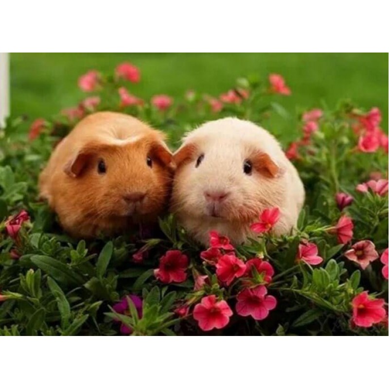 Sweet Guinea pigs Pa...