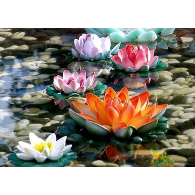 Colorful Lotus Flowe...