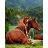 Baby Horse with Mare