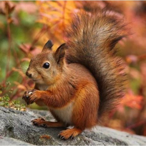 Adorable Squirrel Diamond Painting