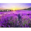 Lavender Fields & Sunset