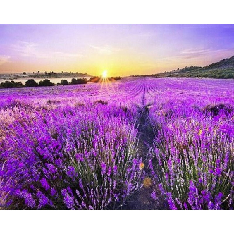 Lavender Fields &amp...