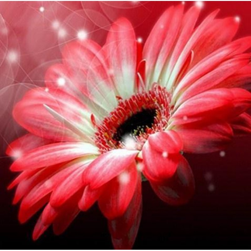 Gerber Flower - Pain...