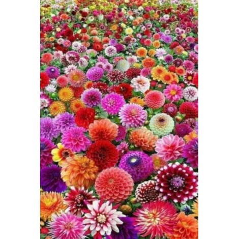 Field of Dahlia Flowers