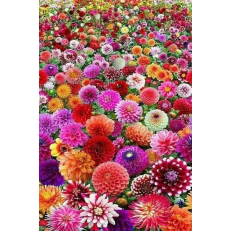 Field of Dahlia Flow...