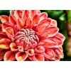 Close up Dahlia Flower Diamond Painting