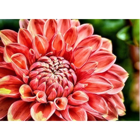 Close up Dahlia Flower Diamond Painting