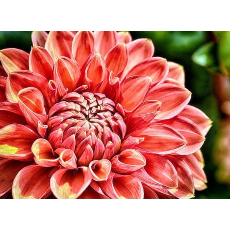 Close up Dahlia Flow...