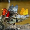 Butterflies on Crocodile