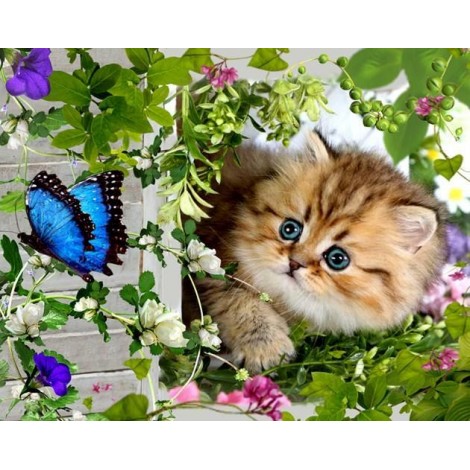 Beautiful Cat & Butterfly