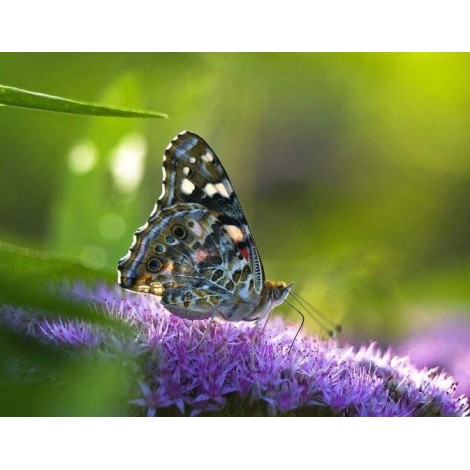 Butterfly Close up Painting