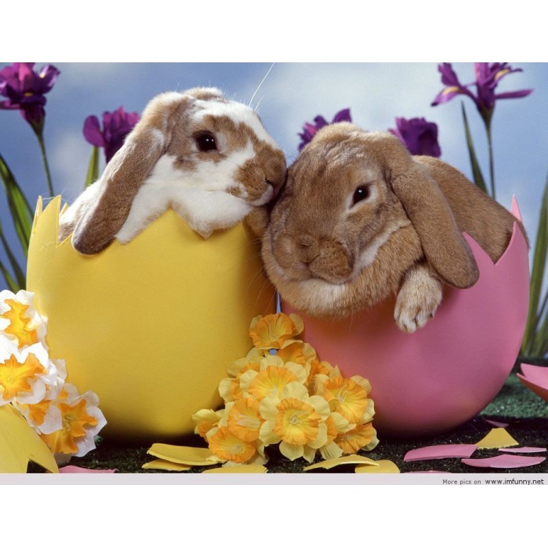 Bunnies in Easter Eg...