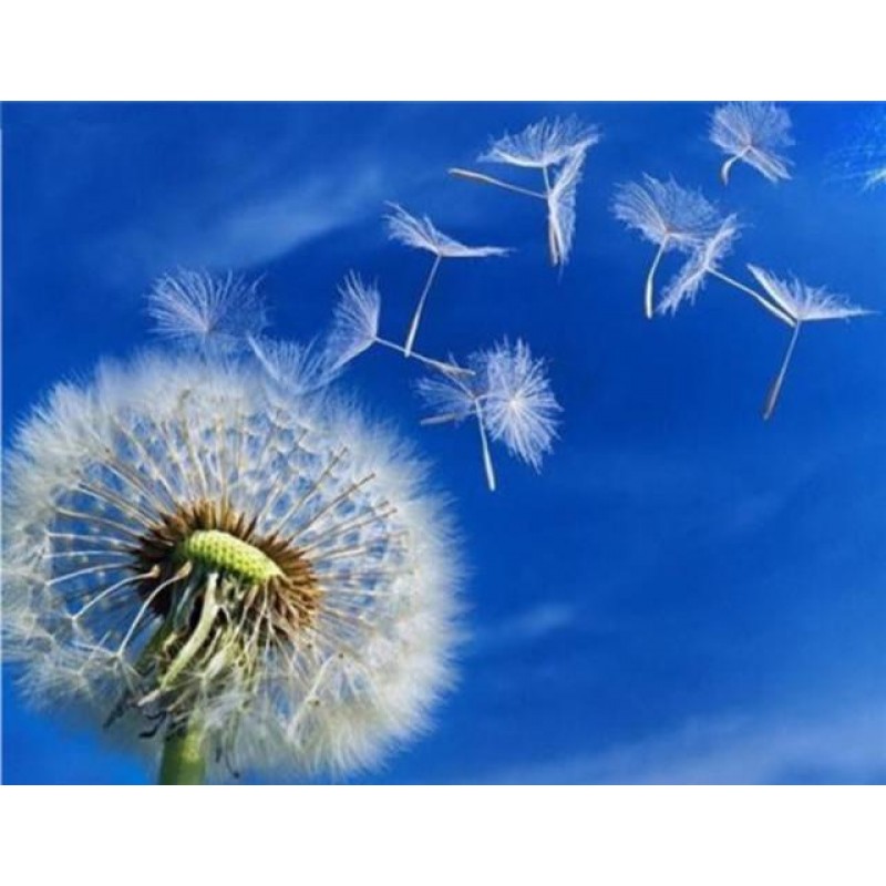Dandelion Flower - P...