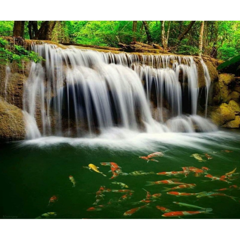 Waterfall & Fish...