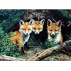 Fox Collection DIY Diamond Paintings