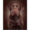 Dog Collection DIY Diamond Paintings