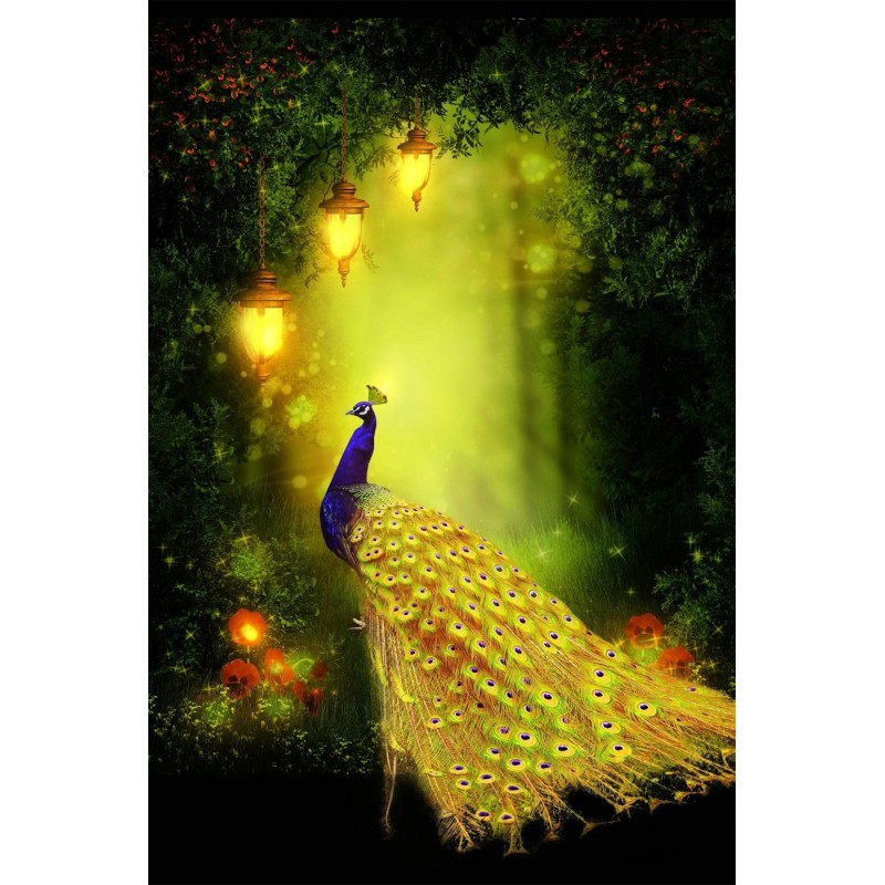 Peacock in Forest Di...