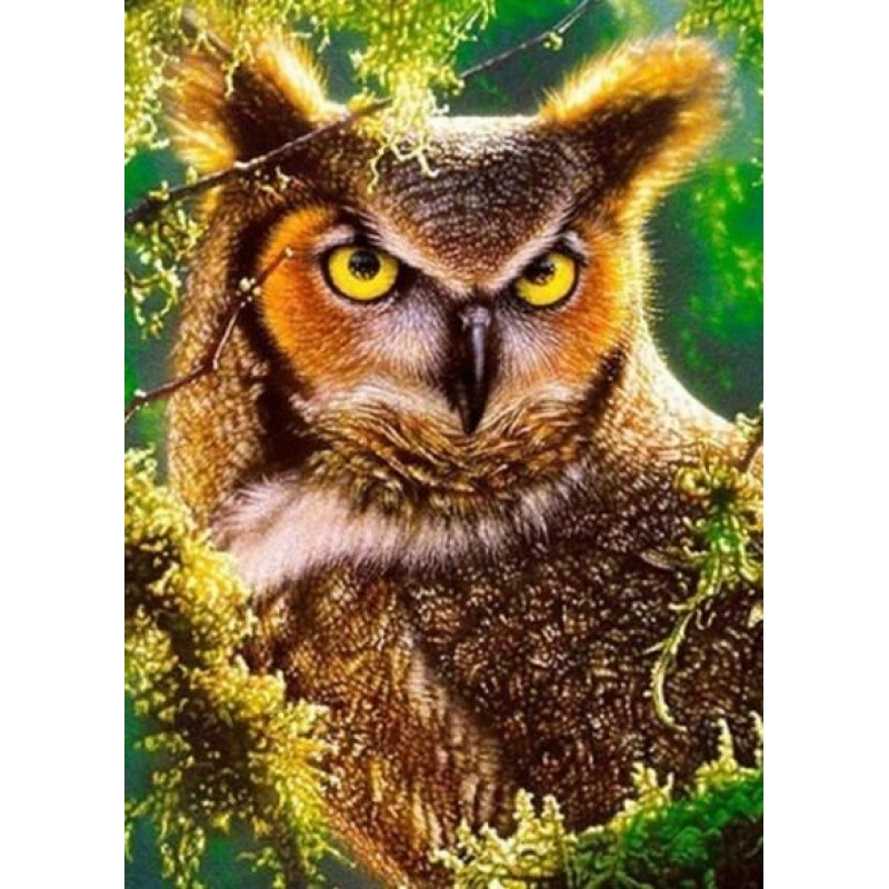 Gazing Owl - Paint b...