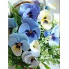 Pansy Flowers - Diamond Painting Kit