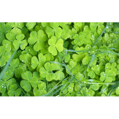 Green Garden Diamond Painting Kit