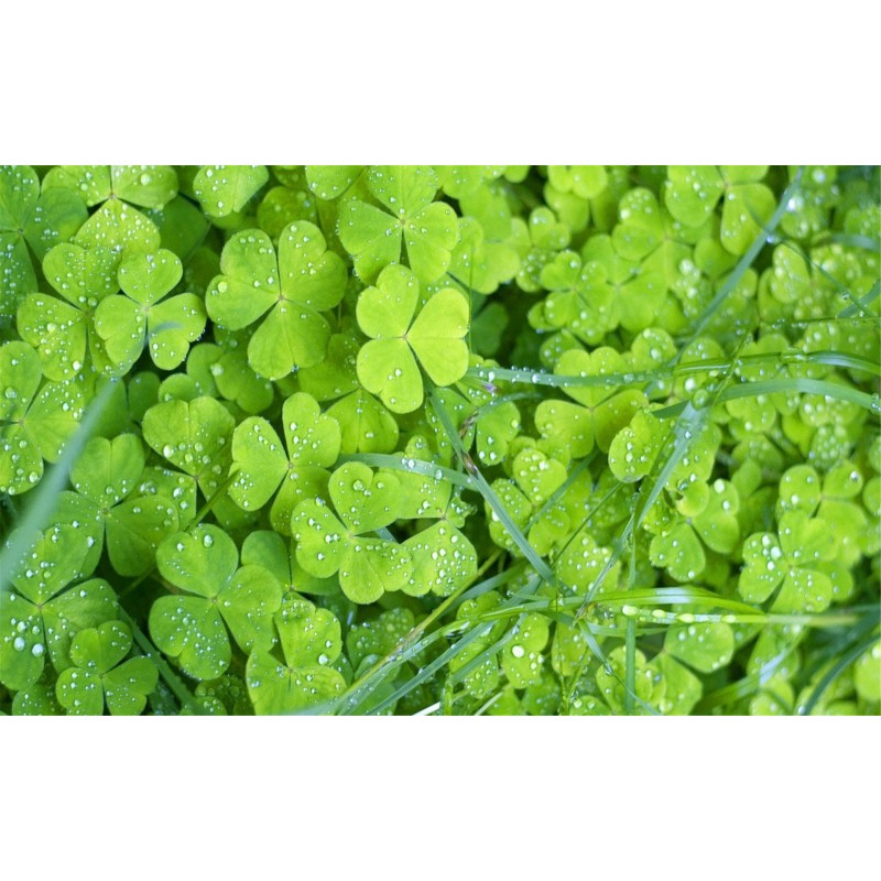 Green Garden Diamond...