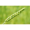 Green Wheat Diamond Painting Kit