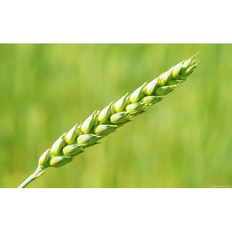 Green Wheat Diamond Painting Kit