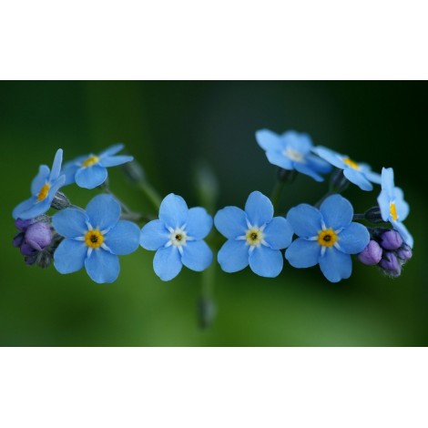 Scorpion Grasses - Paint with Diamonds