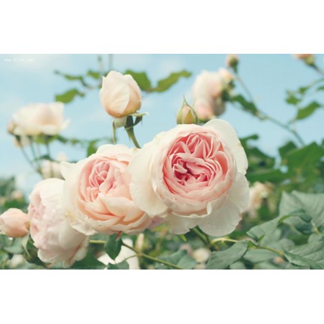 Pink Rose Garden Diamond Painting