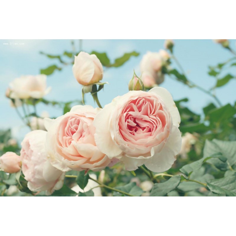 Pink Rose Garden Dia...