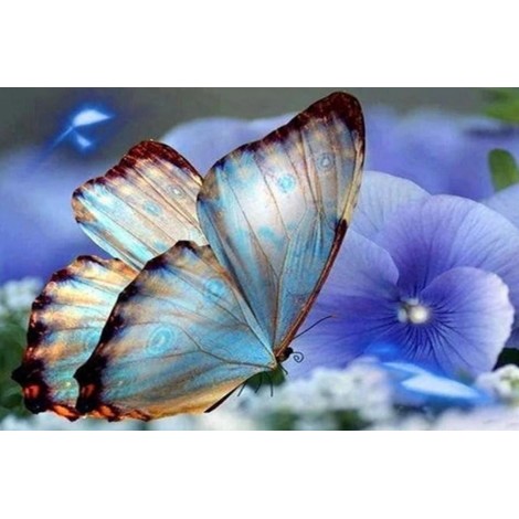 Blue Orchids & Butterfly
