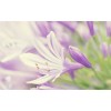 Lavender Flower Close up