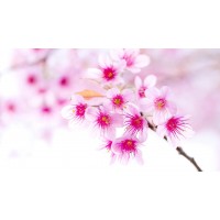 Pink Sakura Flowers - Pai...