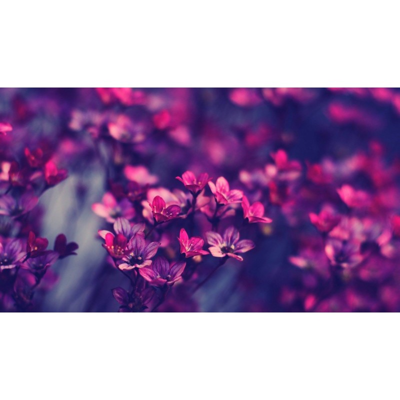 Fresh Purple Flowers Diam...