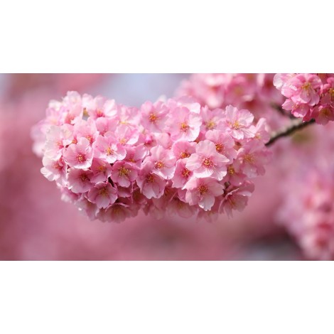 Cherry Blossoms - Diamond Painting Kit